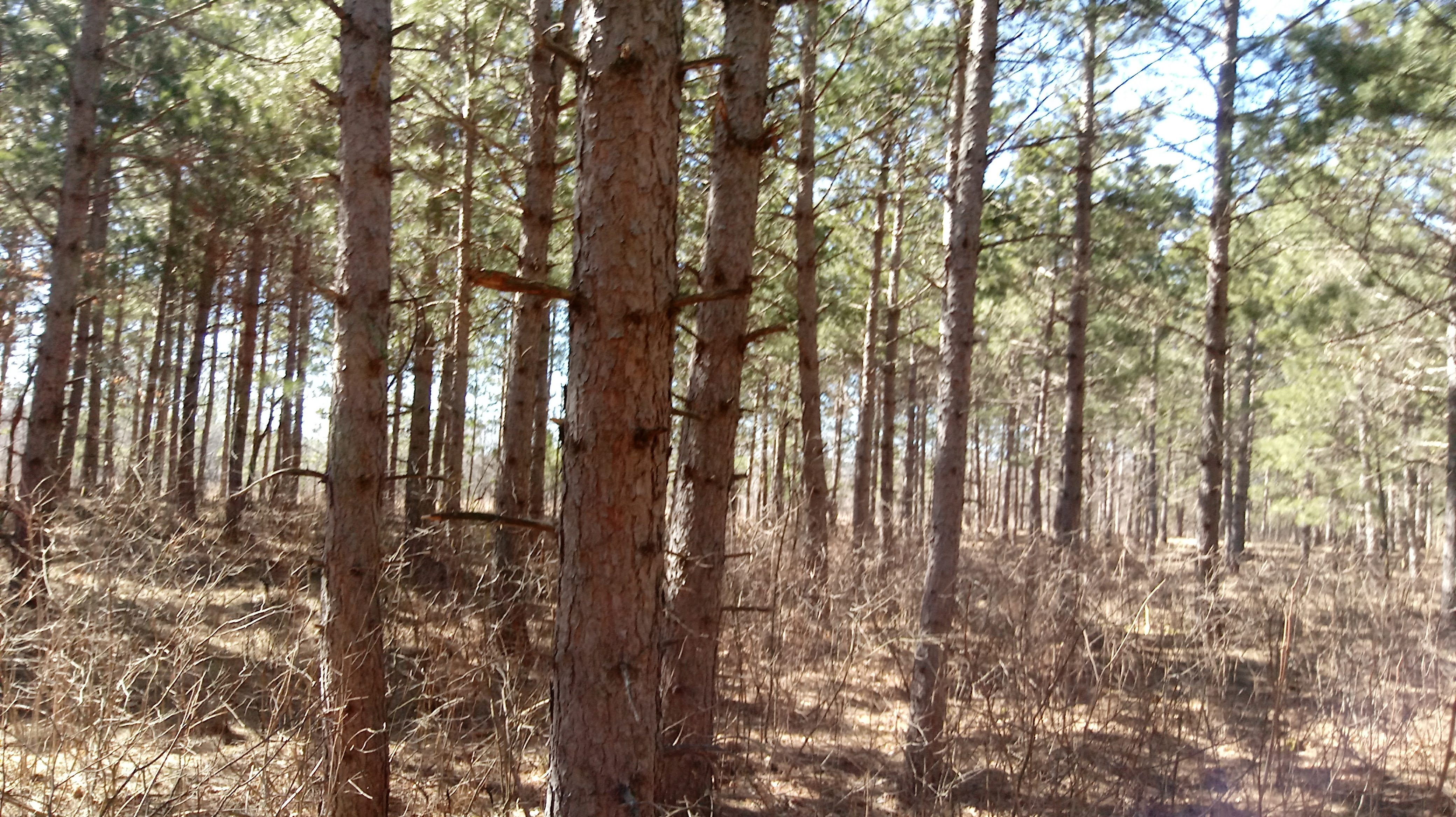 FOREST LAND WANTED MARCH 2020! WAUPACA COUNTY HUNTING