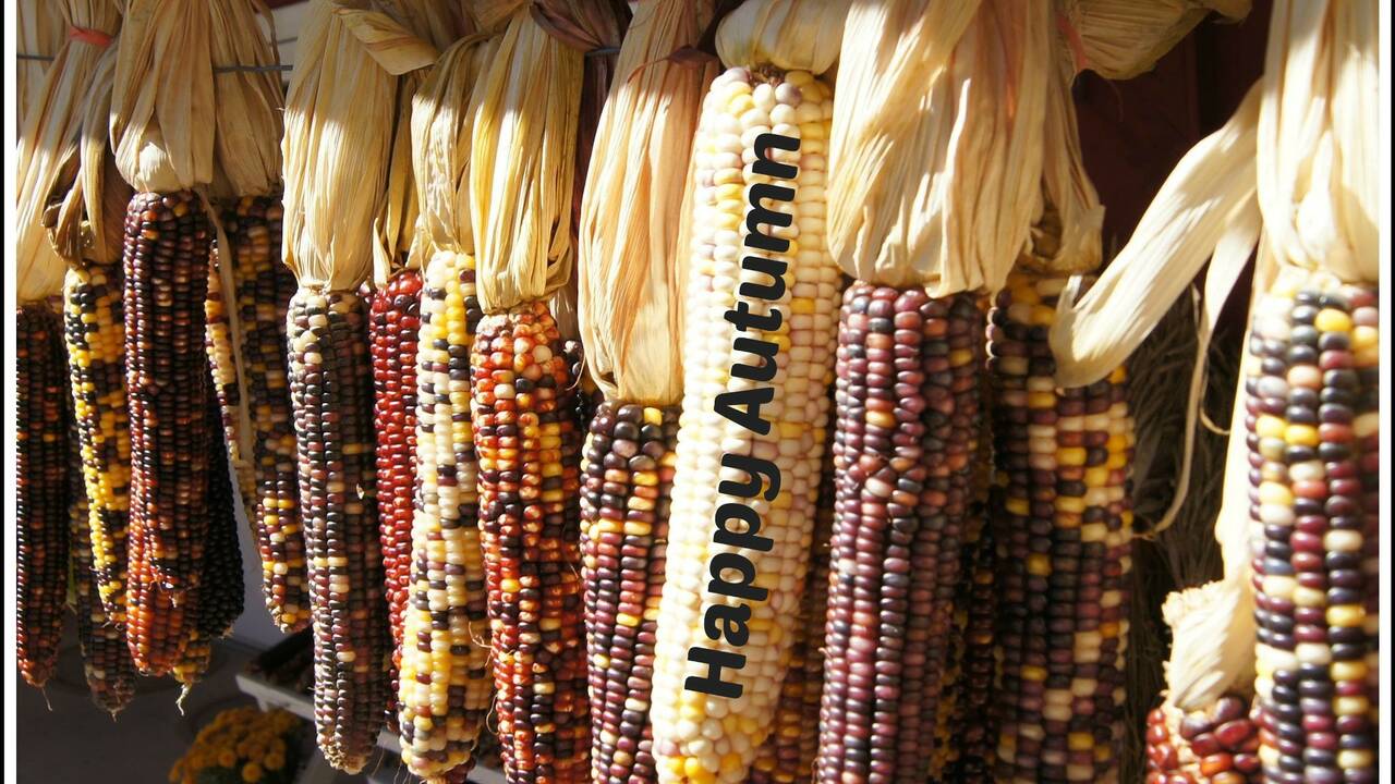 Indian_Corn_Autumn.jpg
