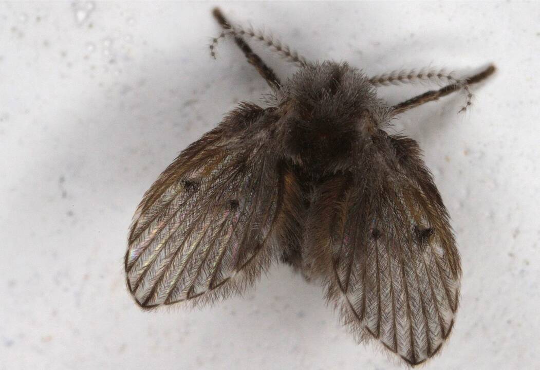 drain_flies.jpg