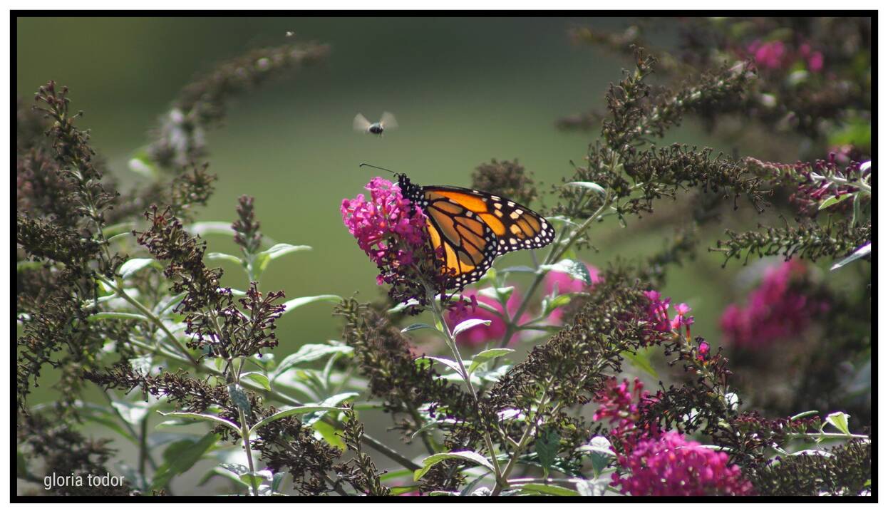 monarch_and_bug.jpg