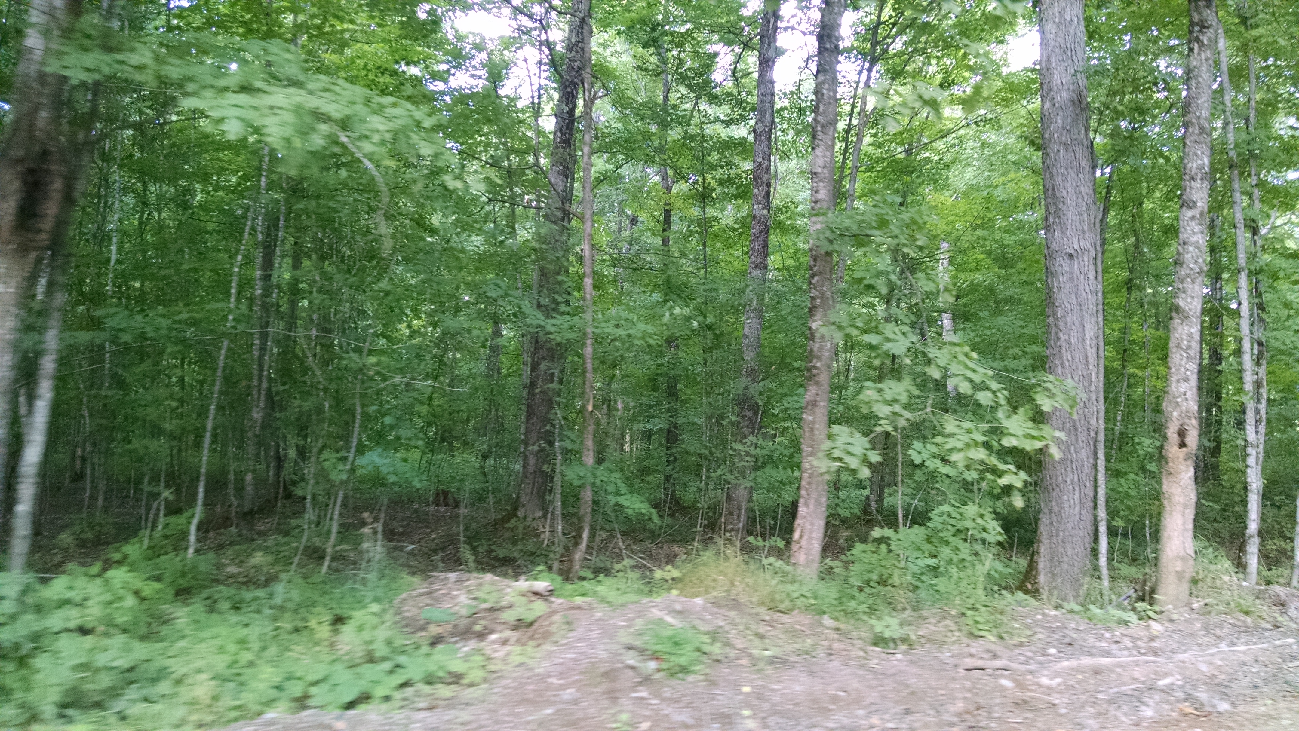 HUNTING & TIMBER LAND WANTED! CRAWFORD COUNTY FOREST LA