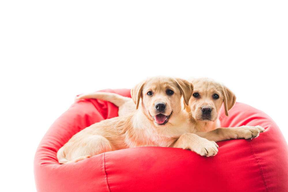 dogs_at_home_in_gated_55_community_in_delray_beach_fl_33446.jpg