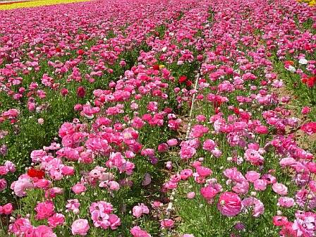 flowerfields.jpg