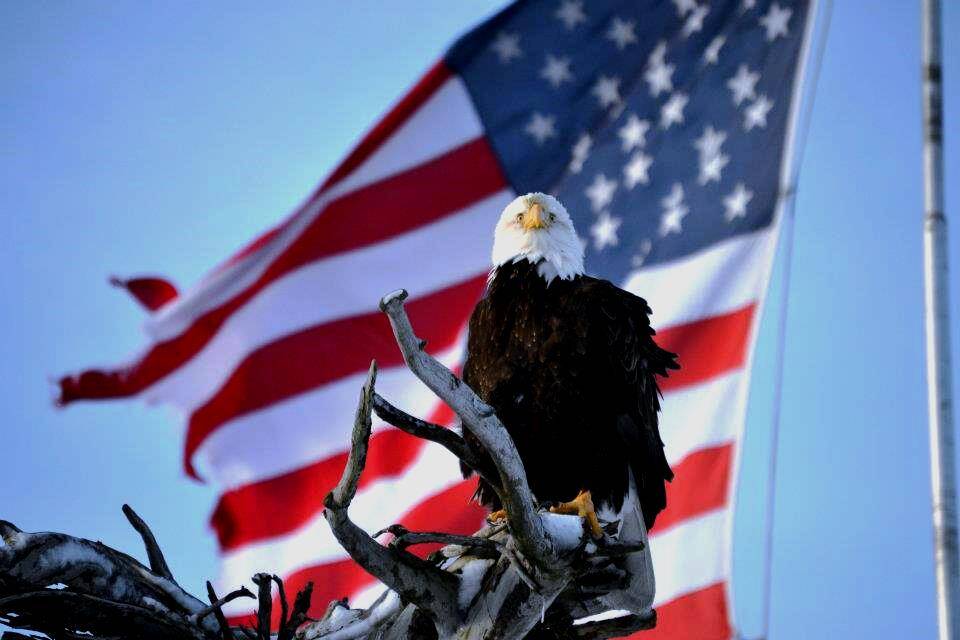 eagle_and_flag.jpg