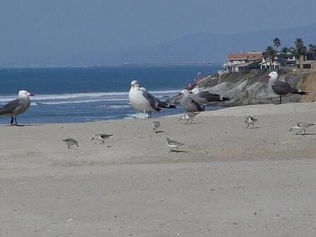 Carlsbad_beaches_local_residents.jpg