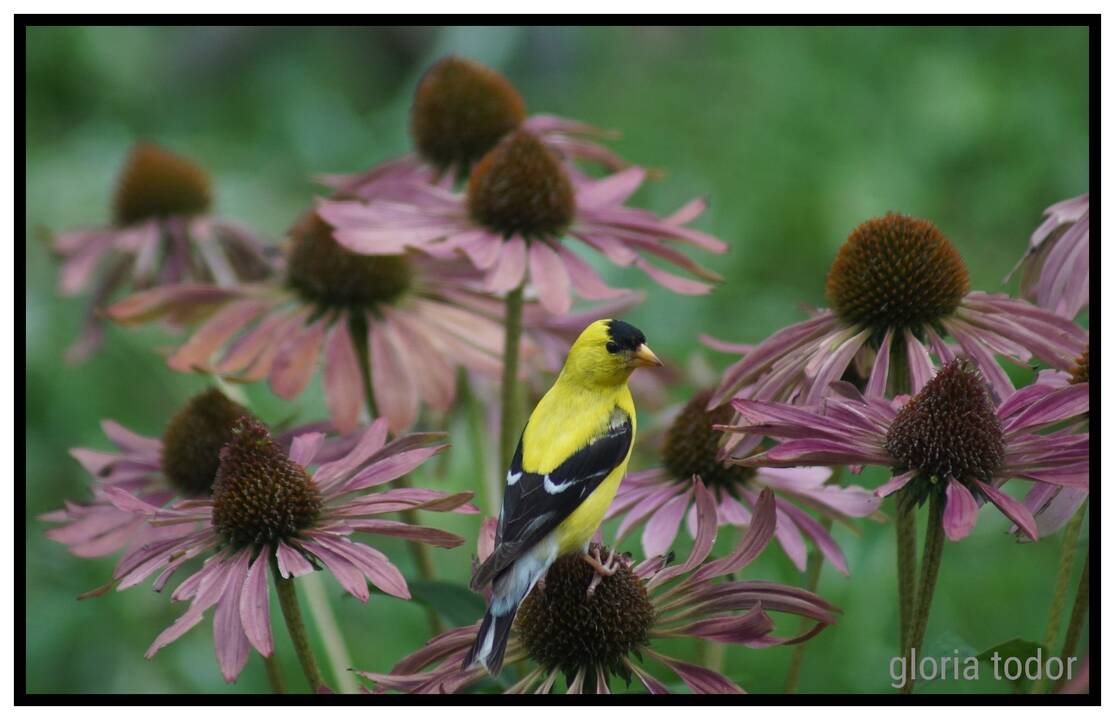 goldfinch_on_flowers.jpg