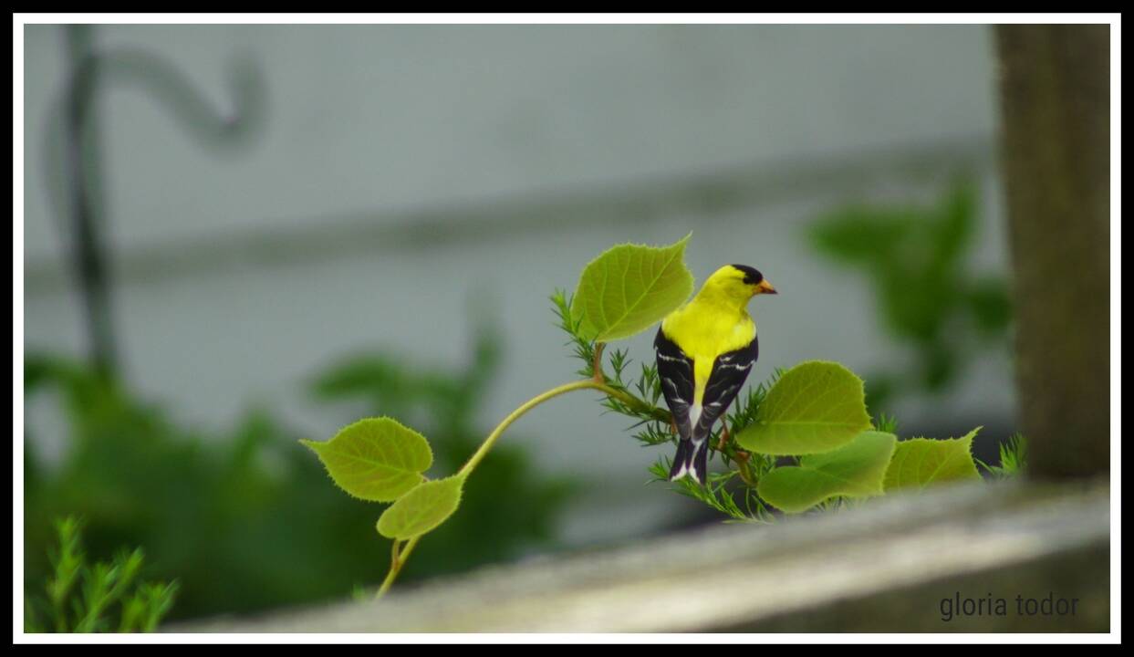 goldfinch_again.jpg