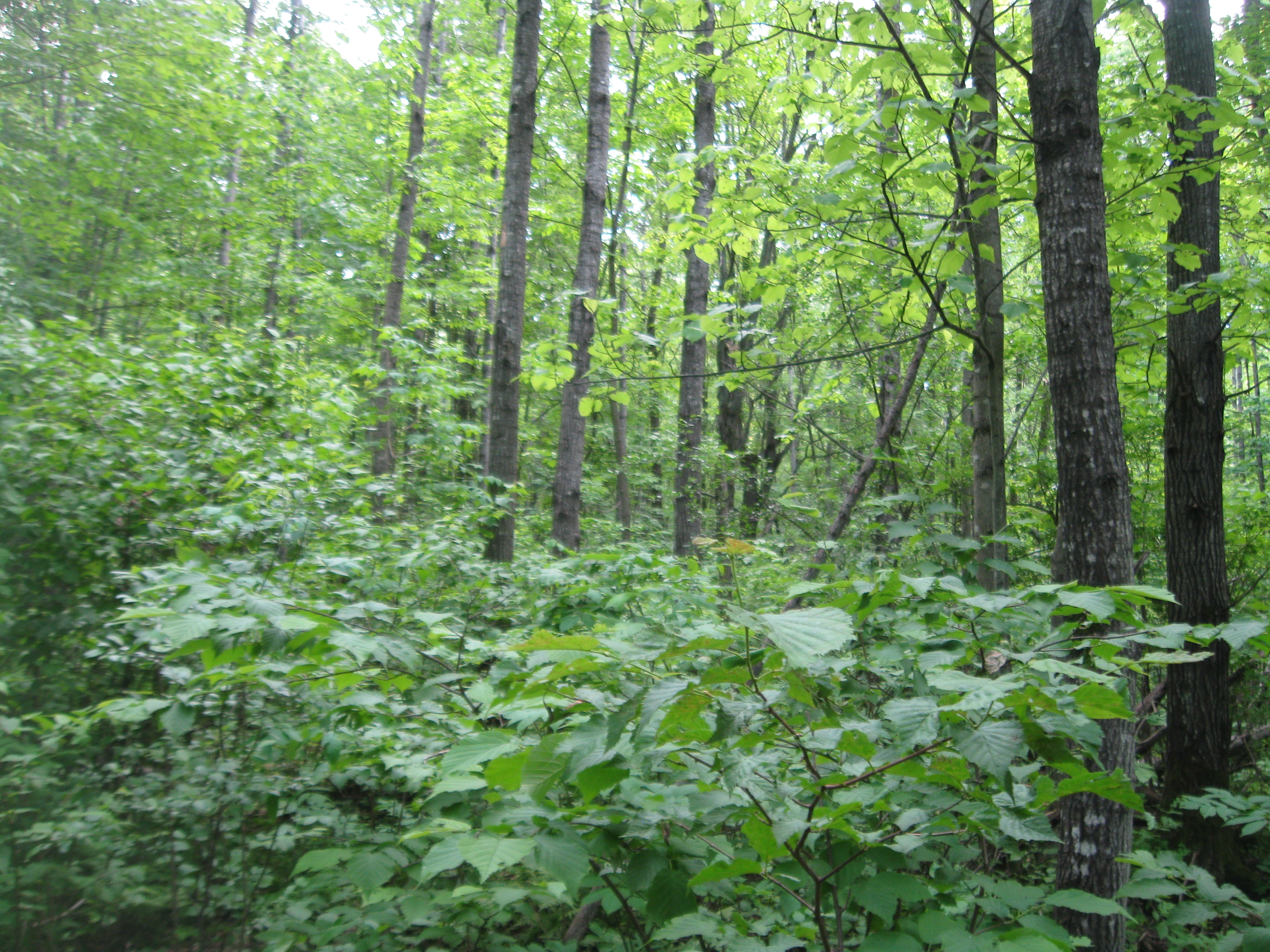 WANTED! CLARK COUNTY FOREST LAND