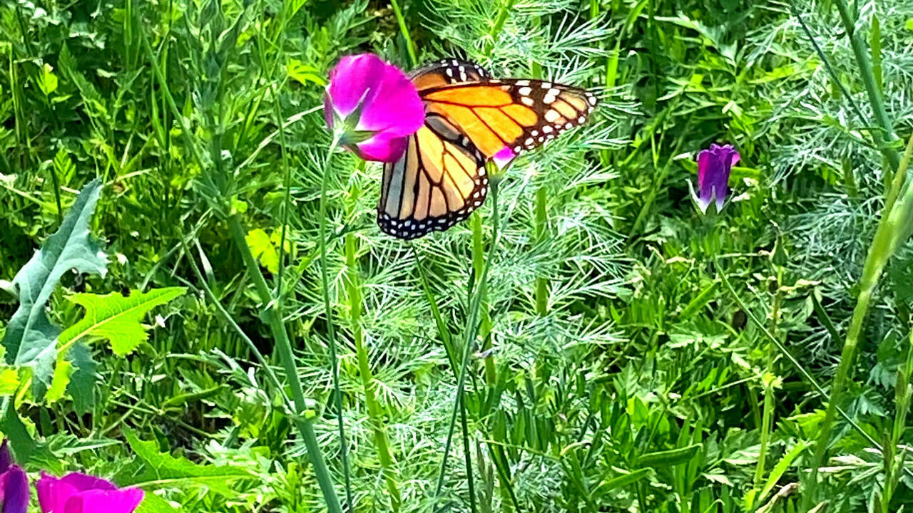 April_Wildflower_17_Butterfly.jpg
