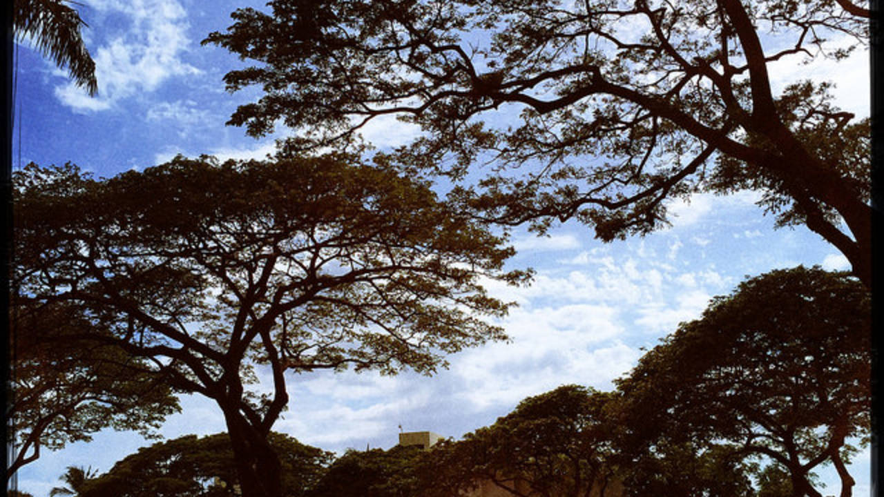 more_lacy_trees.jpg