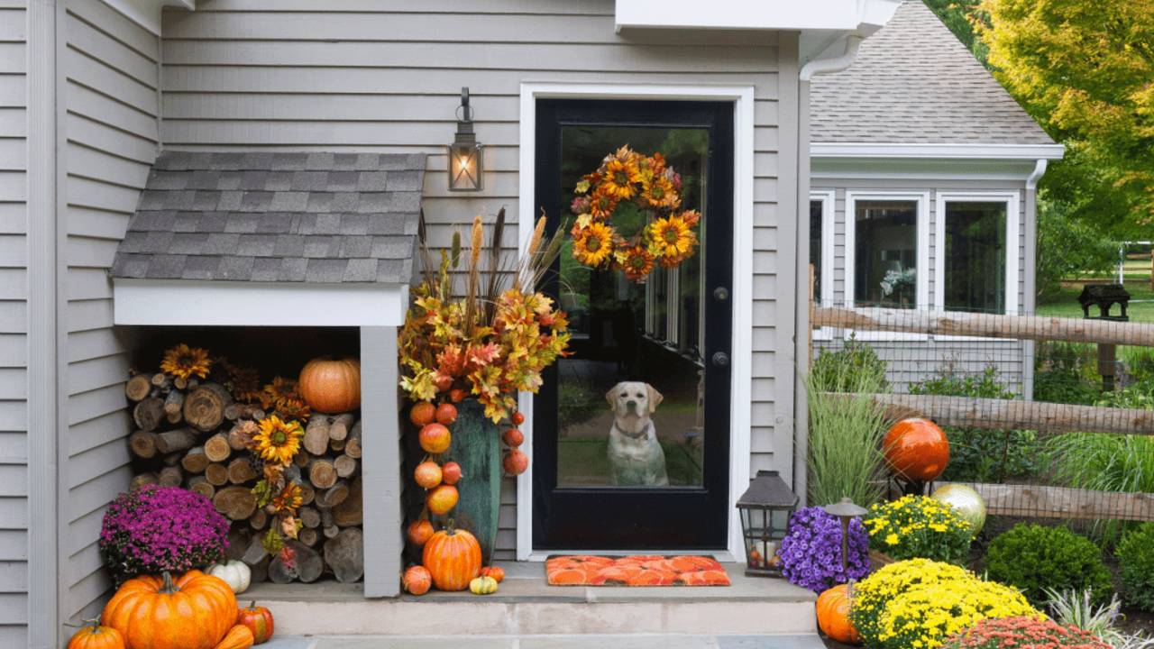 Dog_with_pumpkins.png