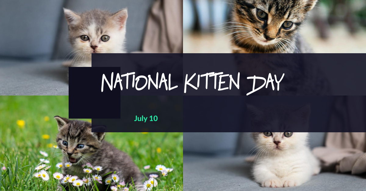 Celebrating Everything Kitten On National Kitten Day