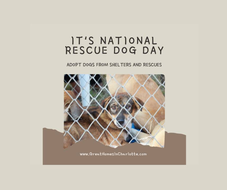 National_Rescue_Dog_Day_2025_2.png