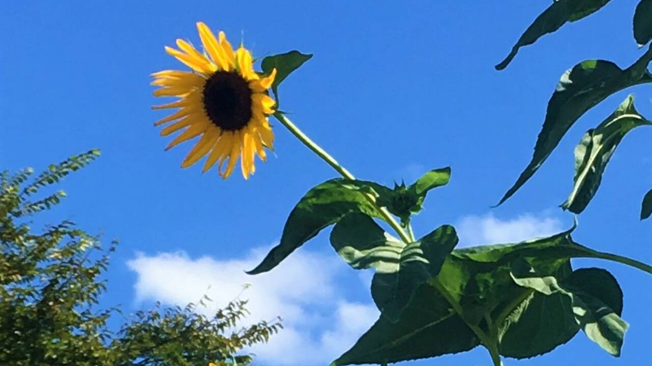 8_22_2021_Sunflower.jpg