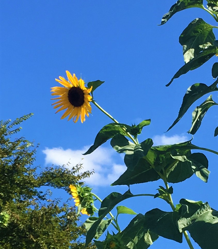 8_22_2021_Sunflower.jpg