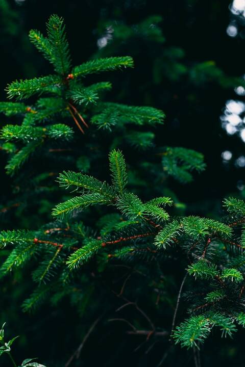green_pine_tree_in_close_up_photography.jpg
