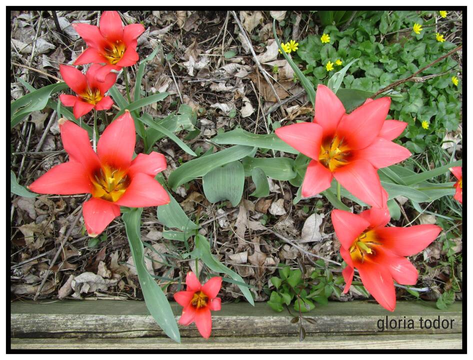 tulips_in_spring.jpg