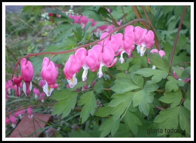bleeding_hearts.jpg