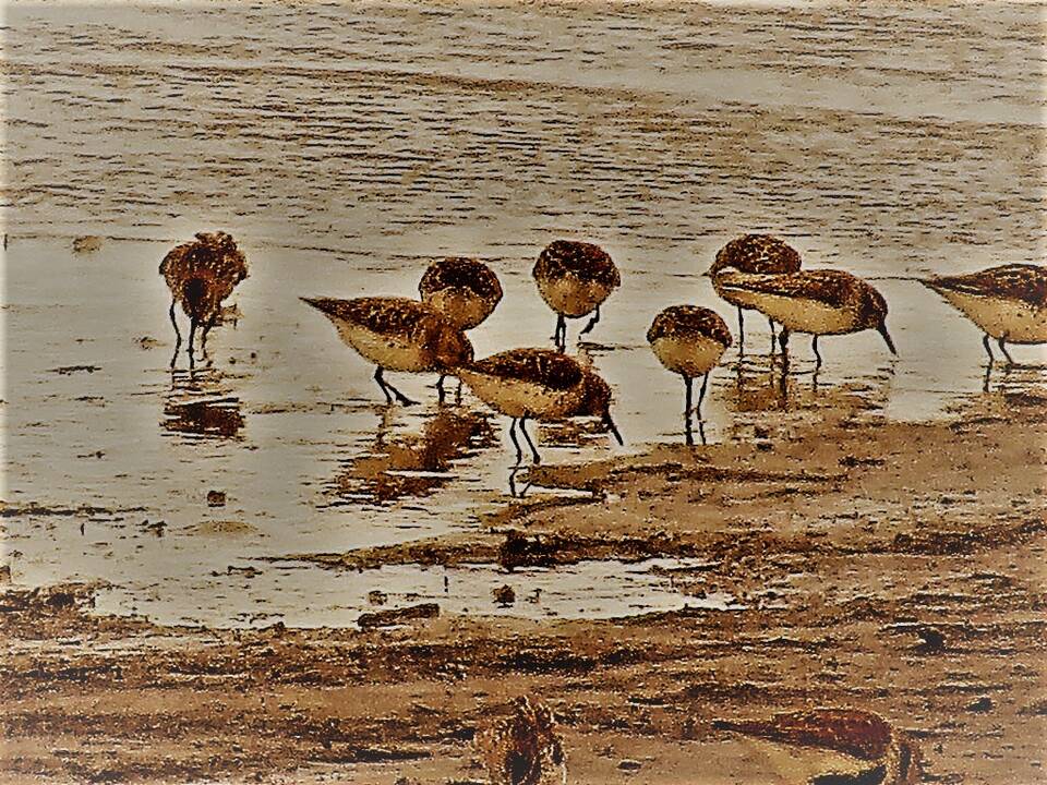 Kacheamak_Shorebird_Bay_Realty.JPG