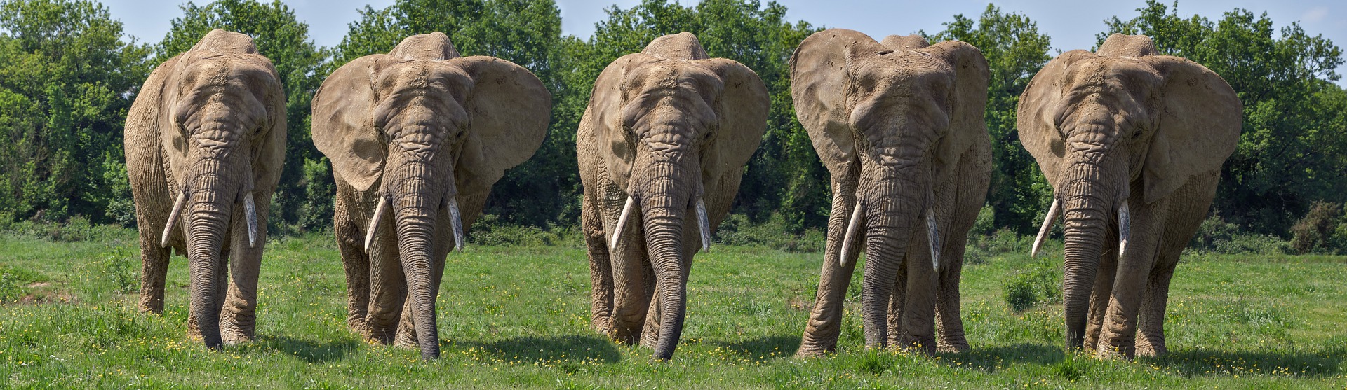 5 слоник. Пять слонов. Самый большой слон в мире. Популяция слонов. Много слонов.
