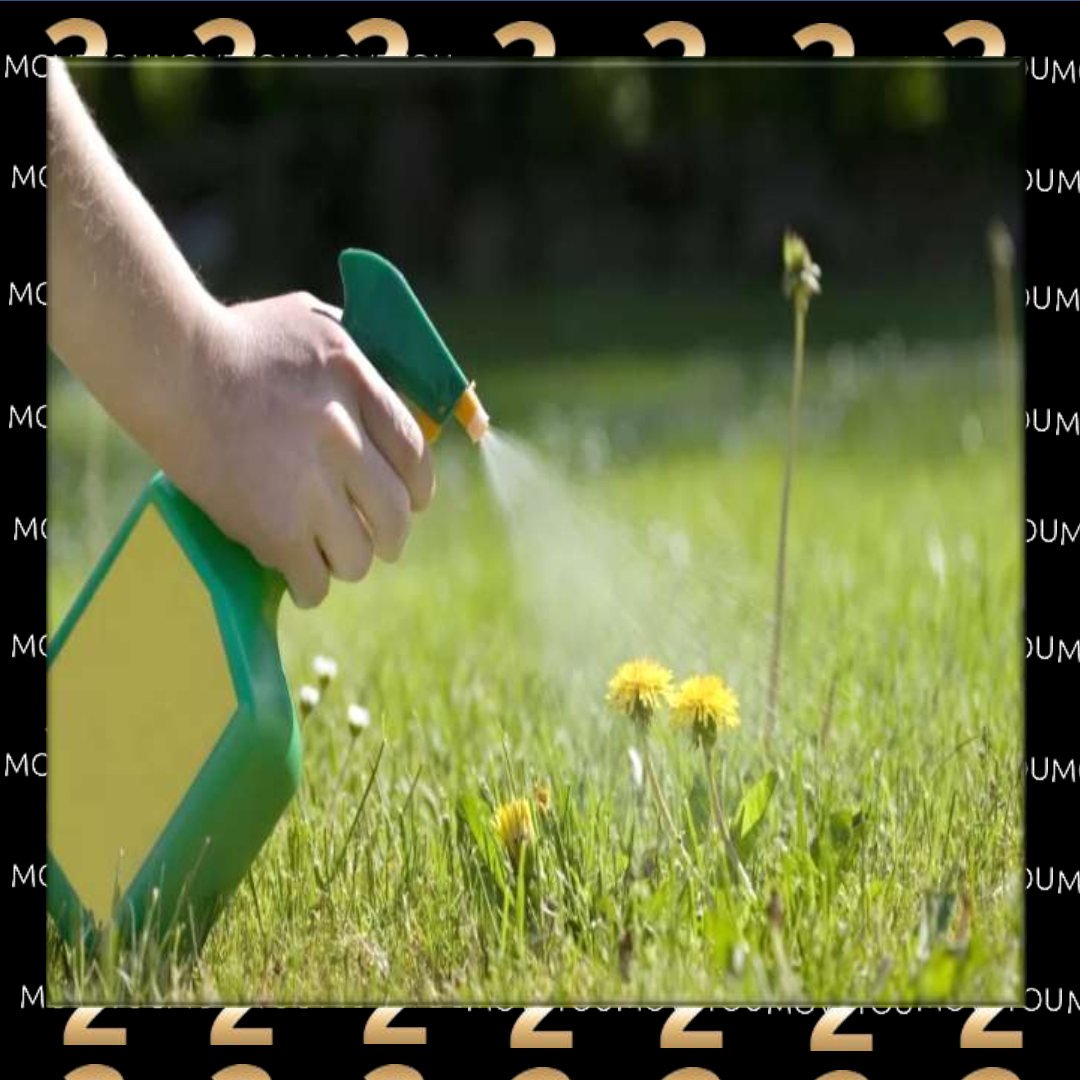 Killing weeds with salt a non toxic herbicide