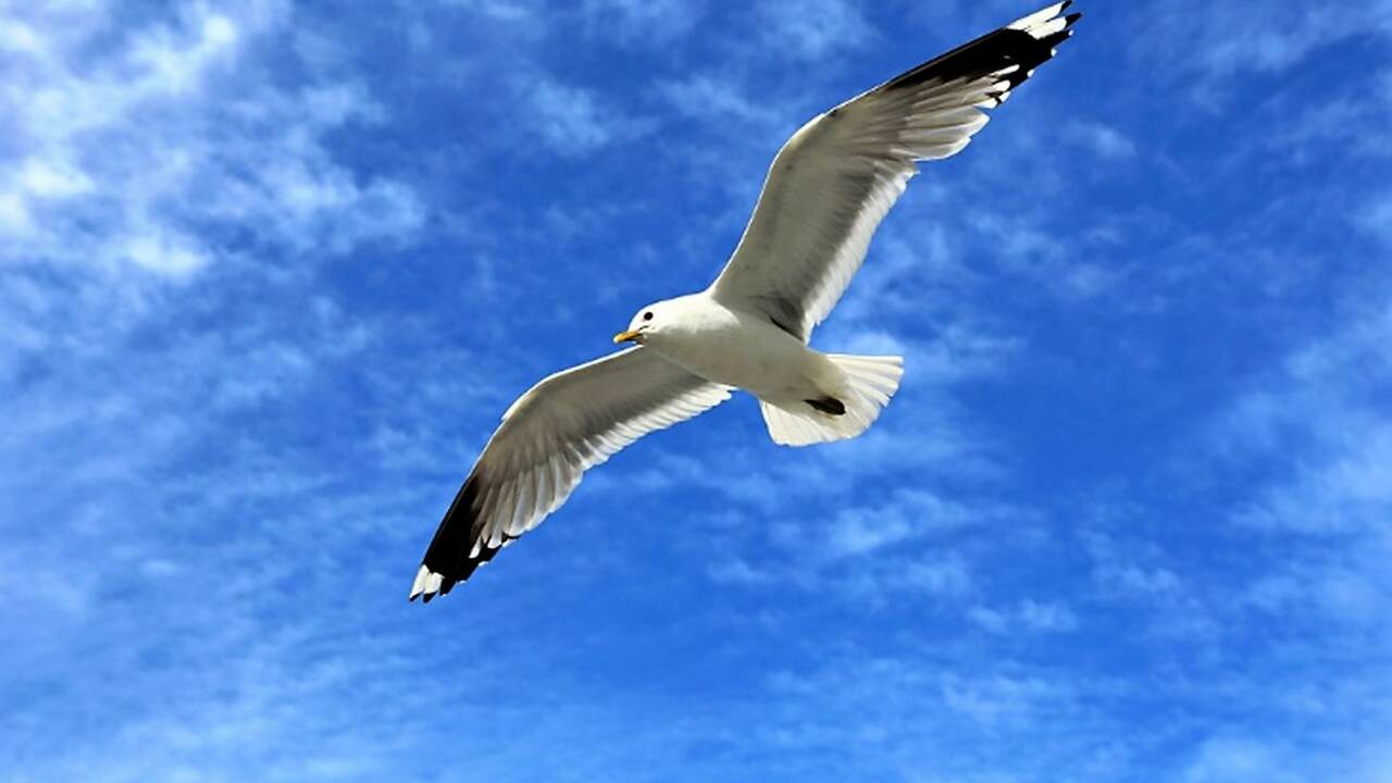 Microperneurship_pic_-seagull.jpg