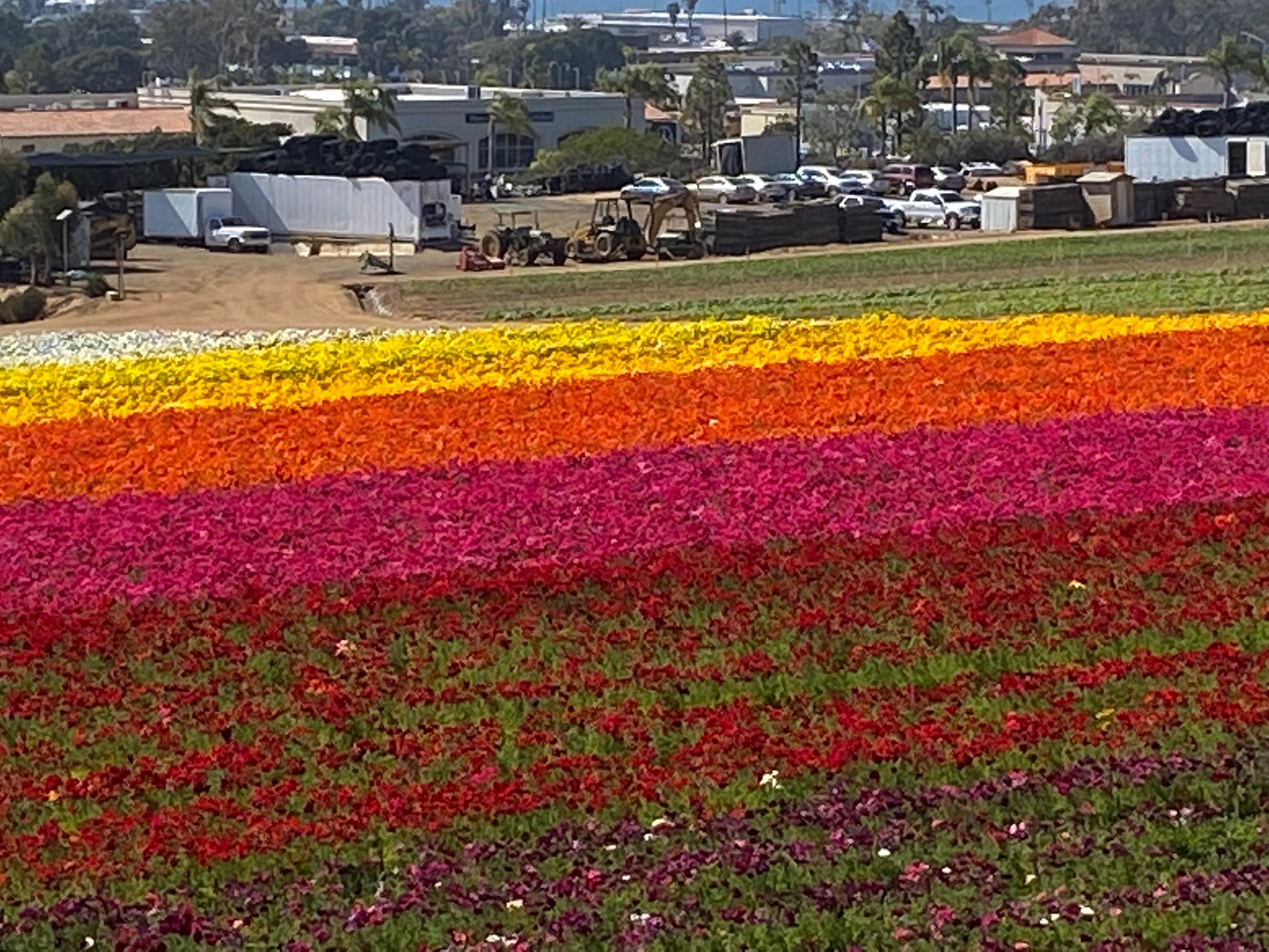 The Flower Fields at Carlsbad Ranch in Bloom 3/16/2022