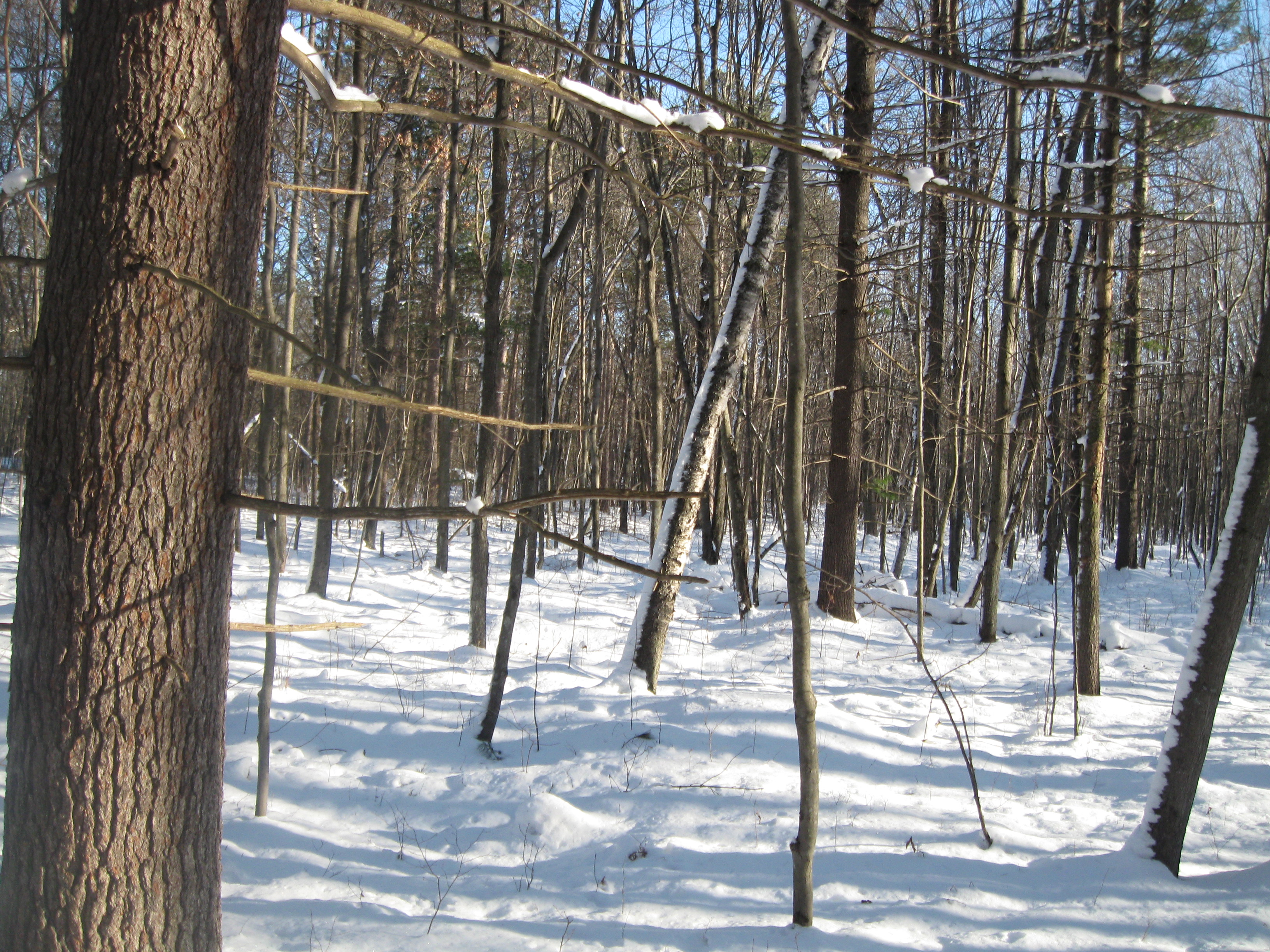MARKET REPORT FORESTLAND AVAILABLE Fond Du Lac County;