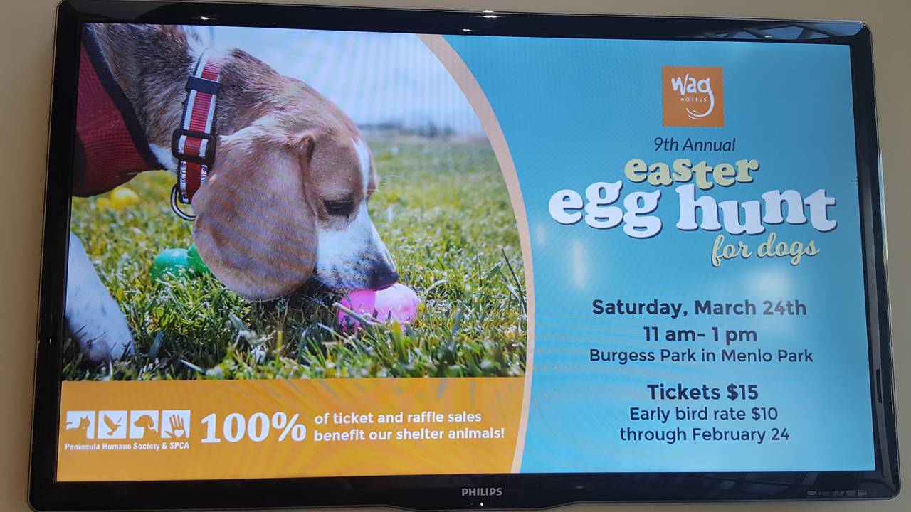 Doggie_Easter_Egg_hunt.jpg