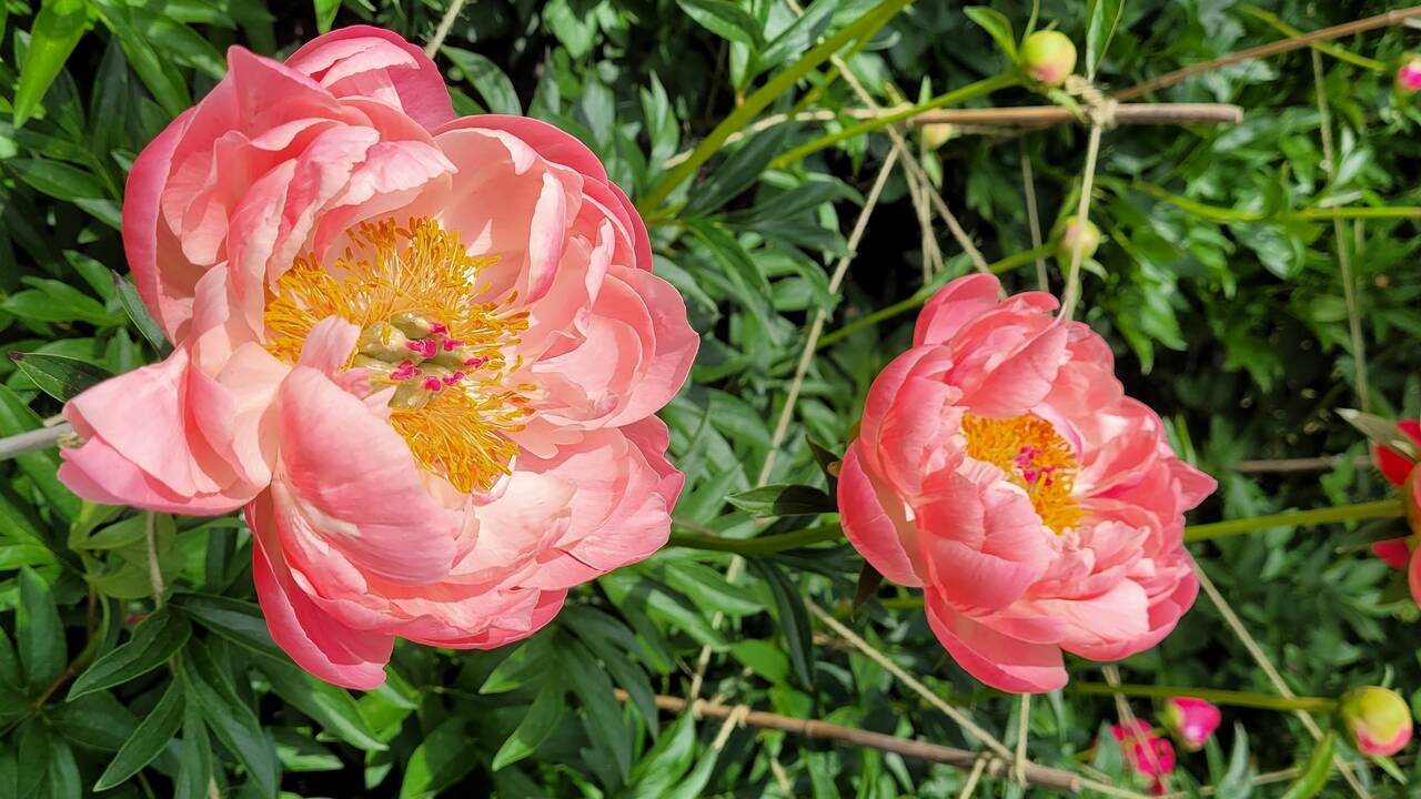 peach_peony.jpg