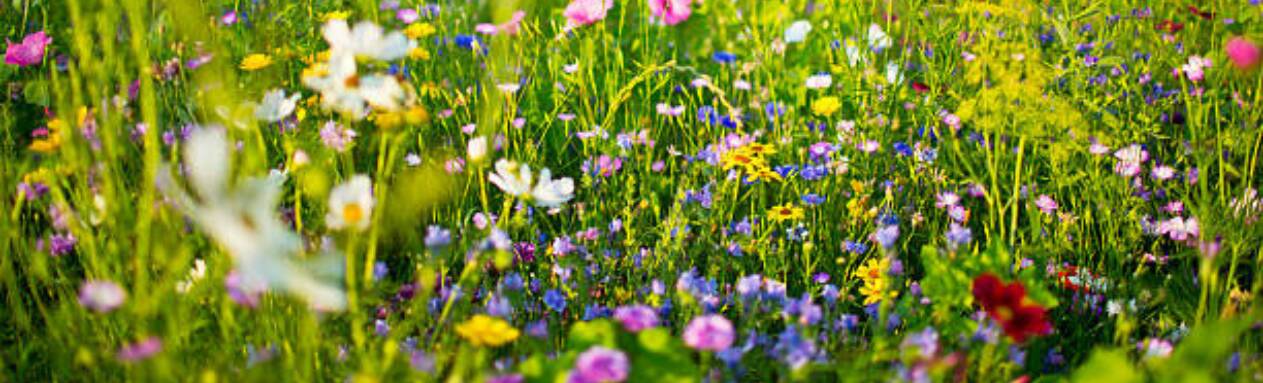 Spring is in the air...