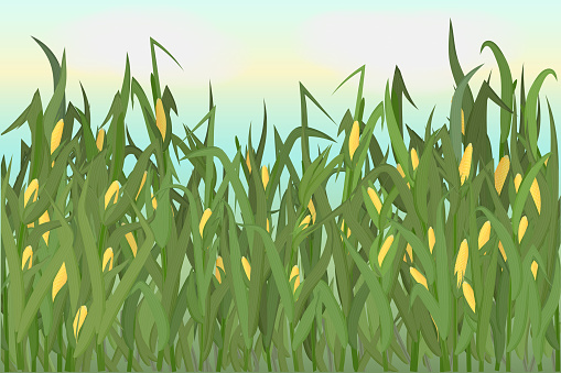 Corn_field.jpg