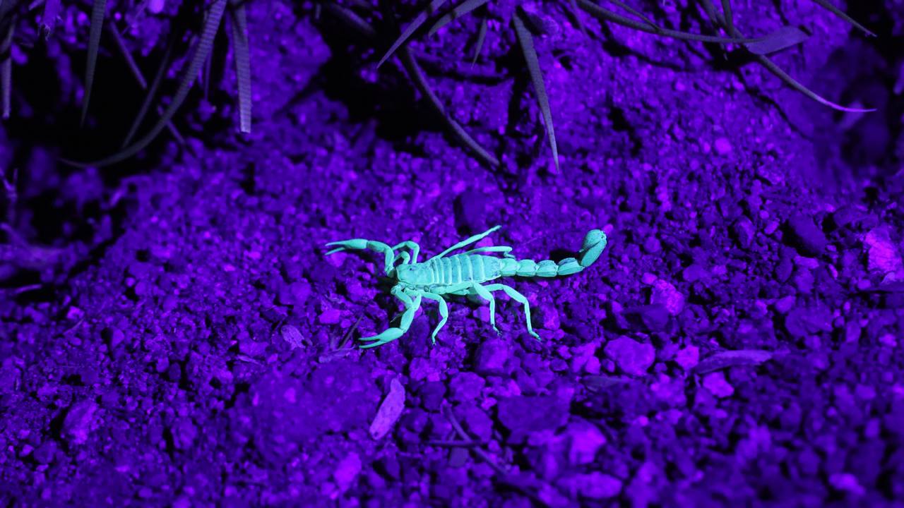 how-to-keep-scorpions-away_(3).jpg
