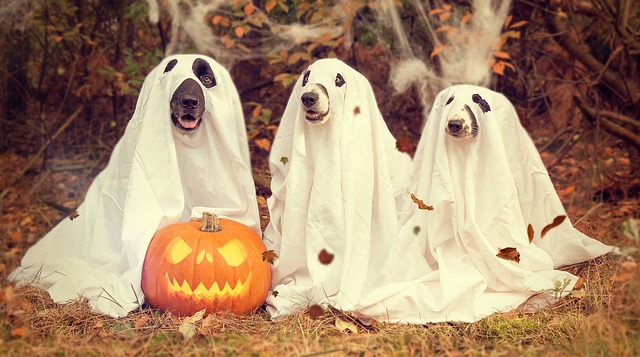 Halloween_Doggies.jpg