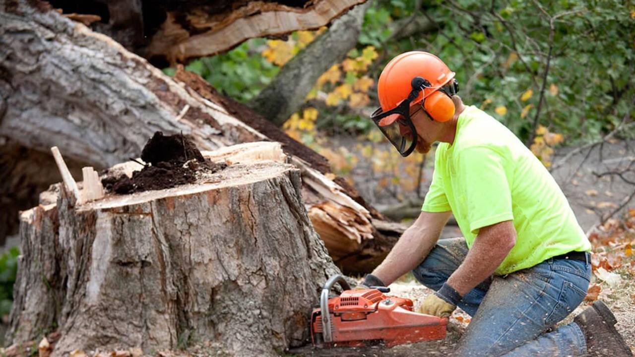 Tree1.jpg