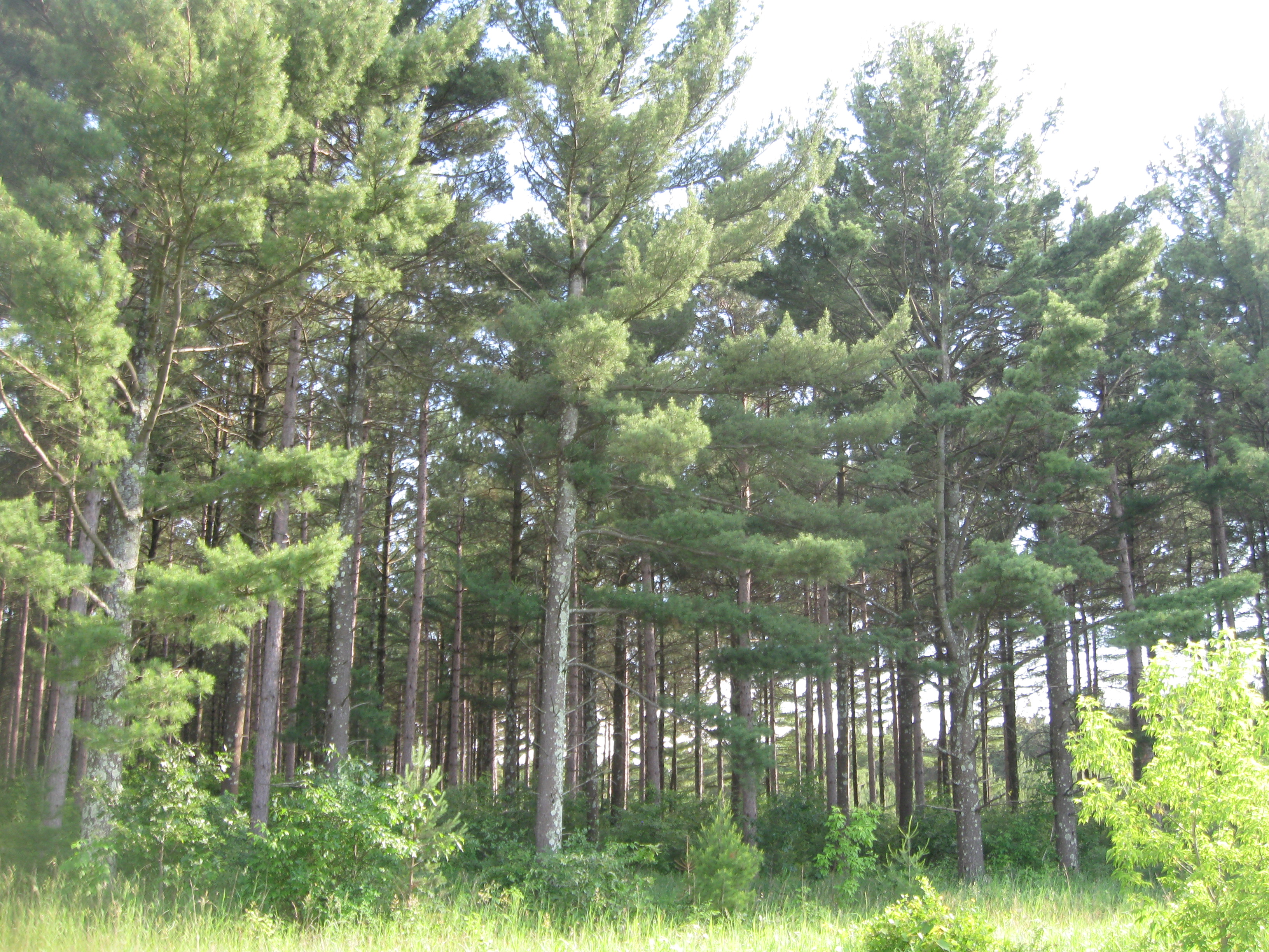hardwood forest