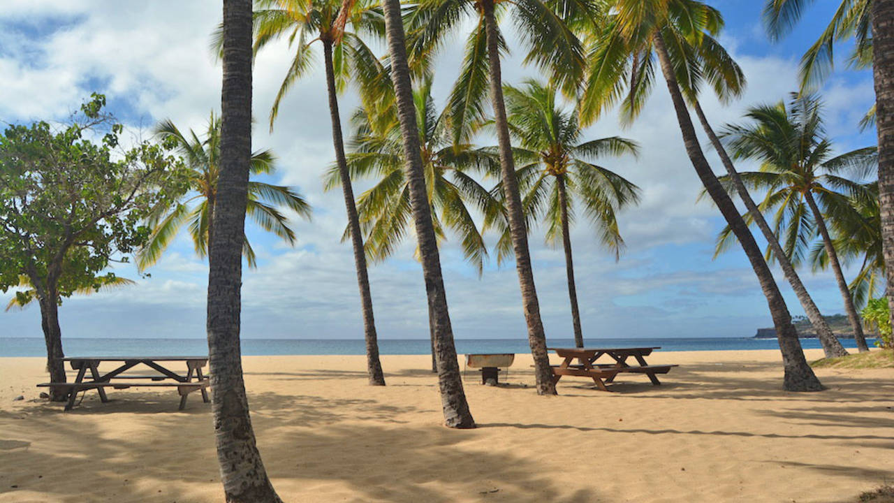 Palm-trees-sand-ocean-tables.jpg