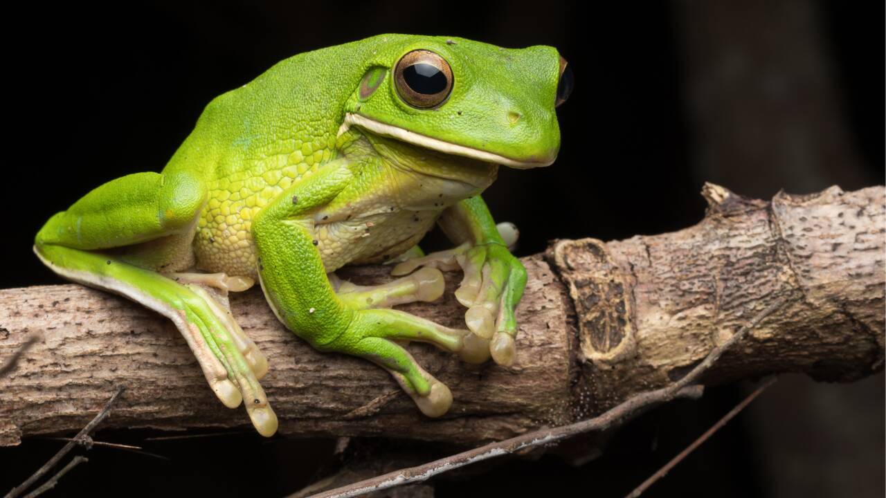 Spring - Celebrating the Pacific Tree Frog