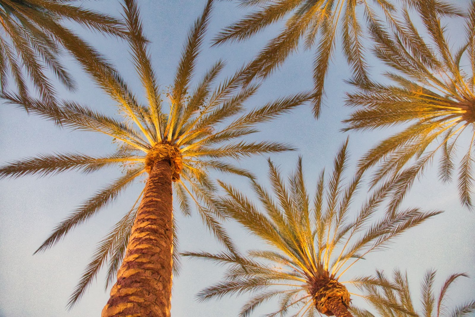 Palm_Trees.jpg