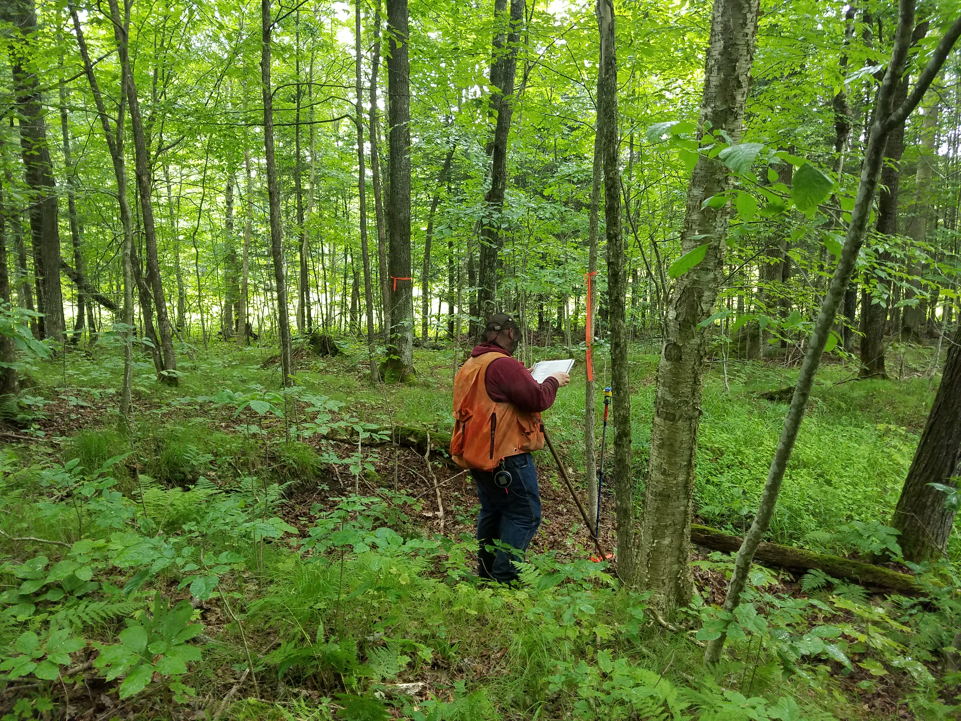 WANTED! ASHLAND COUNTY FOREST HUNTING TIMBER LAND!