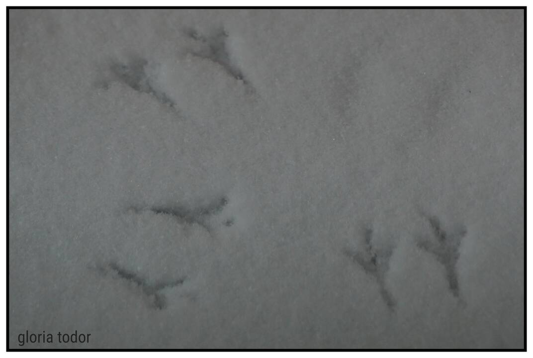bird_tracks_in_snow.jpg