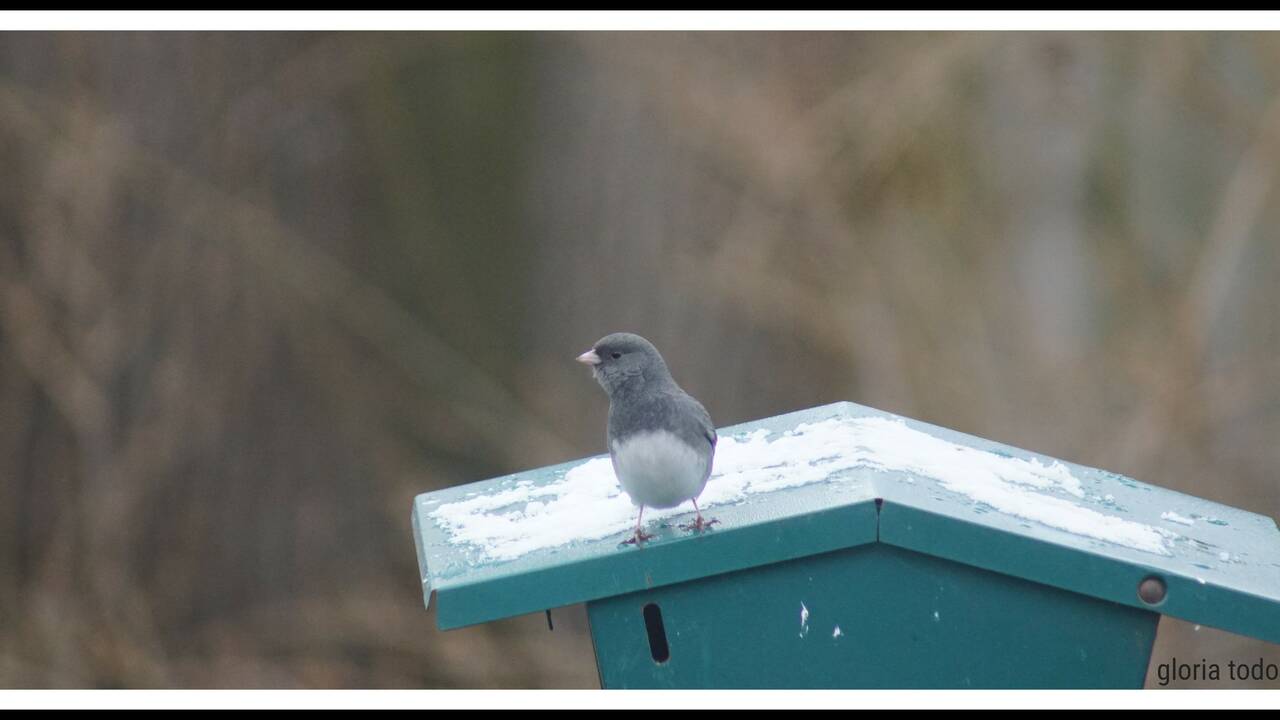 Junco_on_Feeder_(1).jpg