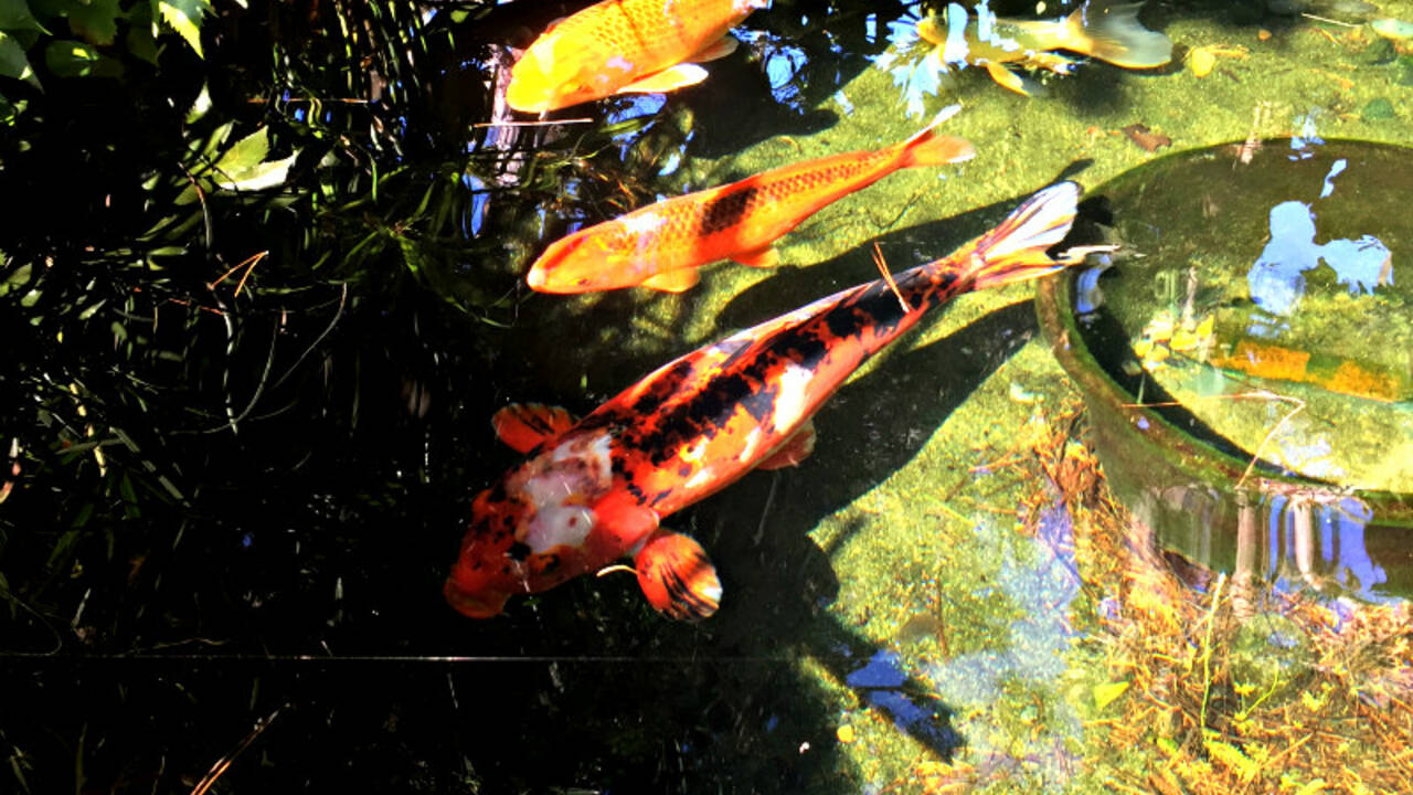 Koi_Pond_at_the_Meditation_Gardens.jpg