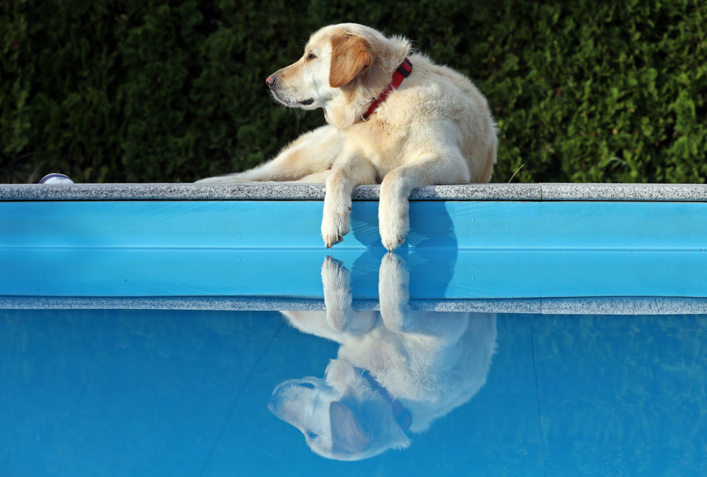 Is Your Palm Beach Gardens Home Dog Friendly?