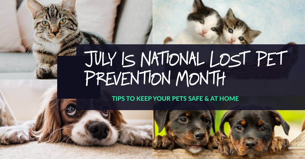 Lost_Pet_Prevention_Month_Banner.png