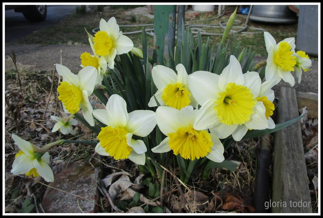 daffodils_1.jpg