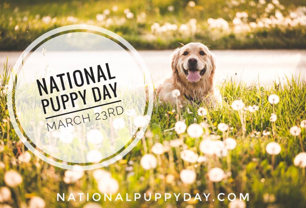 National Puppy Day Today, March 23rd