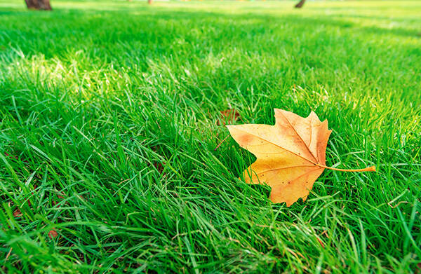 AdobeStock_530975591_-_600px_X_391px.jpg
