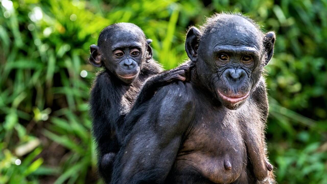Bonobo_Revised_final.jpg