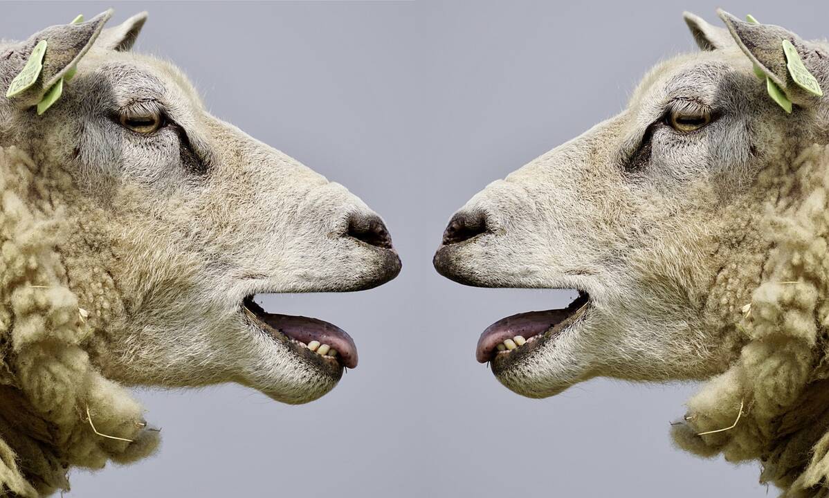 Communication.Sheep.jpg